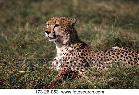 Cat, Mammal, Cats, Big, Outdoors, Carcus, Animals View Large Photo Image Stock Image - Cat, Mammal, Cats, Big, Outdoors, Carcus, Animals. Fotosearch
