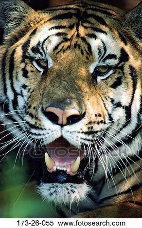 Cat, Wild, Growling, Shot, Tiger, Snarling, Animals View Large Photo Image Stock Photography - Cat, Wild, Growling, Shot, Tiger, Snarling, Animals. Fotosearch