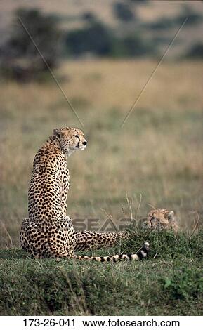 Cat, Wilderness, Outdoors, Wild, Cats, Animal, Wildlife View Large Photo Image Stock Image - Cat, Wilderness, Outdoors, Wild, Cats, Animal, Wildlife. Fotosearch