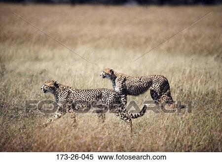 Stock Photography - Cat, Wilderness, Wildlife, Animals, Cats, Pair, Walking. Fotosearch