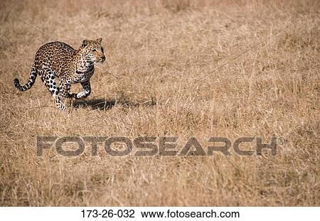 Cats, Animals, Cats, 173, Animal, Chasing, Wild View Large Photo Image Stock Image - Cats, Animals, Cats, 173, Animal, Chasing, Wild. Fotosearch