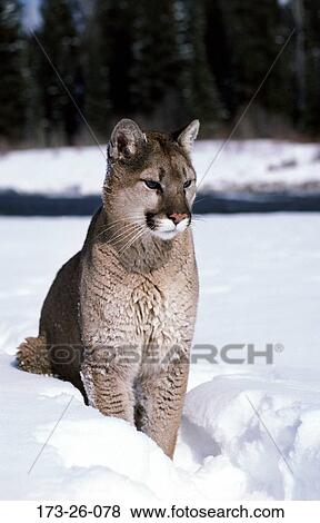 Stock Photo - Cats, Cat, Close-up, Cougar, Mammal, Animals, Close. Fotosearch