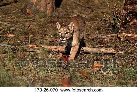 Cats, Cougar, Walking, Wild, Stalking, Big, Animals View Large Photo Image Stock Image - Cats, Cougar, Walking, Wild, Stalking, Big, Animals. Fotosearch