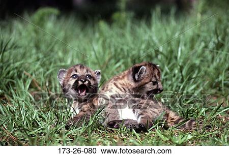 Stock Image - Cats, Cubs, Cougars, Big, Pair, Wilderness, Cub. Fotosearch