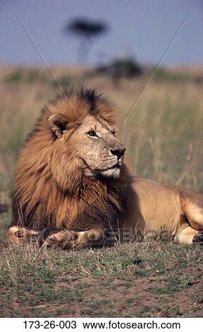 Cats, Male, Wild, Lying, Mammal, Animals, African View Large Photo Image Stock Image - Cats, Male, Wild, Lying, Mammal, Animals, African. Fotosearch