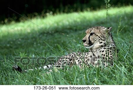 Cats, Outdoors, Big, Mammal, Wilderness, Cats, Animals View Large Photo Image Stock Image - Cats, Outdoors, Big, Mammal, Wilderness, Cats, Animals. Fotosearch