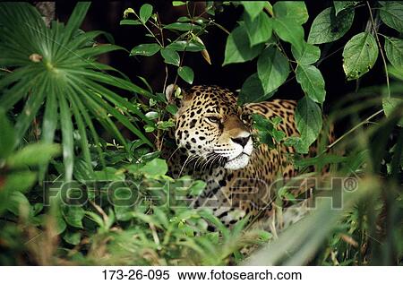 Stock Photography - Cats, Outdoors, Wild, Cat, Shot, Cats, Closeup. Fotosearch