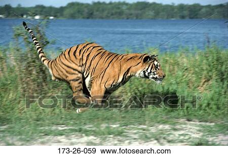 Cats, Wild, Wildlife, Wild, Animal, Wilderness, Tigers View Large Photo Image Stock Photo - Cats, Wild, Wildlife, Wild, Animal, Wilderness, Tigers. Fotosearch