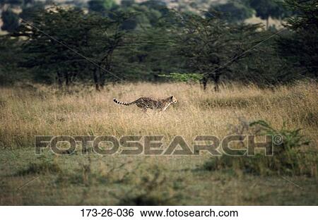Cheetah, Cats, Cat, Wild, Cats, Animals, Running View Large Photo Image Stock Photograph - Cheetah, Cats, Cat, Wild, Cats, Animals, Running. Fotosearch