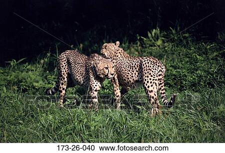 Stock Image - Cheetah, Walking, Cats, Animal, Wild, Pair, Wilderness. Fotosearch