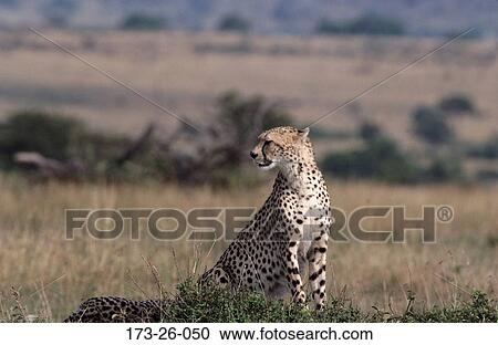 Cheetahs, Wild, Mammal, Animals, Cats, Cheetah, Cat View Large Photo Image Stock Image - Cheetahs, Wild, Mammal, Animals, Cats, Cheetah, Cat. Fotosearch