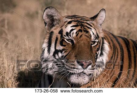 Stock Photo - Close-up, Big, Animal, Close, Closeup, Outdoors, Wildlife. Fotosearch