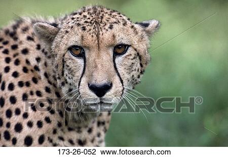 Close, Up, Close-up, Closeup, Mammal, Cats, Cats View Large Photo Image Stock Image - Close, Up, Close-up, Closeup, Mammal, Cats, Cats. Fotosearch
