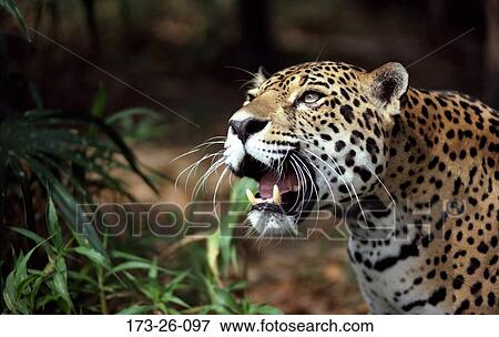 Close-up, Wild, Close, Cats View Large Photo Image Stock Photo - Close-up, Wild, Close, Cats. Fotosearch