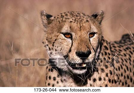Picture - Close-up, Wild, Wildlife, Animal, Head, Close, Cats. Fotosearch