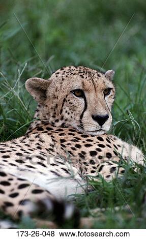 Close-up, Wilderness, Close, Wild, Cat, Mammal, Cheetahs View Large Photo Image Stock Photo - Close-up, Wilderness, Close, Wild, Cat, Mammal, Cheetahs. Fotosearch