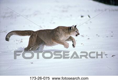 Cougar, Wildlife, Wilderness, Big, Cat, Outdoors, Cats View Large Photo Image Stock Photography - Cougar, Wildlife, Wilderness, Big, Cat, Outdoors, Cats. Fotosearch