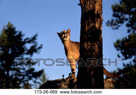 Stock Photo - Cougars, Animal, Outdoors, Big, Cats, Wild, Wilderness. Fotosearch