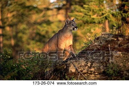 Cougars, Outdoors, Wildlife, Wild, Cats, Wild, Mammal View Large Photo Image Picture - Cougars, Outdoors, Wildlife, Wild, Cats, Wild, Mammal. Fotosearch