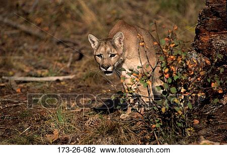 Cougars, Wild, Outdoors, Stalking, Prowling, Big, 173 View Large Photo Image Stock Image - Cougars, Wild, Outdoors, Stalking, Prowling, Big, 173. Fotosearch