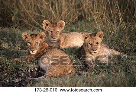 Cub, Lion, Cubs, Animals, Male, Cats, Cats View Large Photo Image Stock Image - Cub, Lion, Cubs, Animals, Male, Cats, Cats. Fotosearch