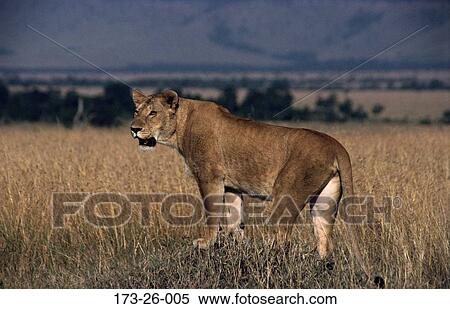 Female, Mammal, Cats, Wild, 173, Cat, Animals View Large Photo Image Stock Photography - Female, Mammal, Cats, Wild, 173, Cat, Animals. Fotosearch