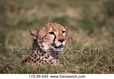 Head, Wildlife, Cat, Cats, Close, Cats, Wilderness View Large Photo Image Stock Image - Head, Wildlife, Cat, Cats, Close, Cats, Wilderness. Fotosearch