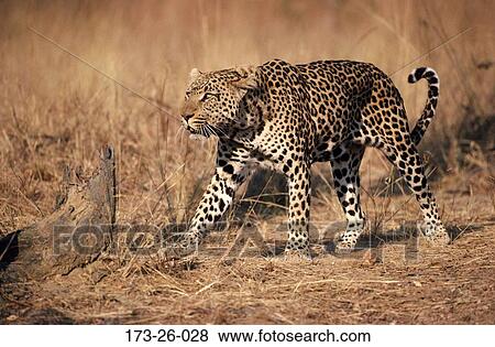 Leopard, Prowling, Wildlife, Outdoors, Animal, Wild, Big View Large Photo Image Stock Photo - Leopard, Prowling, Wildlife, Outdoors, Animal, Wild, Big. Fotosearch