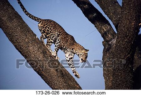 Leopard, Wildlife, Cats, Big, Wild, Mammal, 173 View Large Photo Image Stock Photograph - Leopard, Wildlife, Cats, Big, Wild, Mammal, 173. Fotosearch