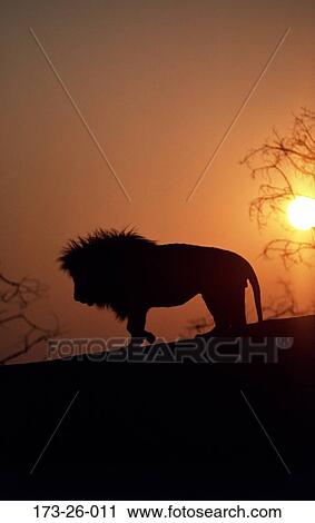 Lion, Animal, Lion, Wild, Walking, Animals, Cats View Large Photo Image Stock Image - Lion, Animal, Lion, Wild, Walking, Animals, Cats. Fotosearch