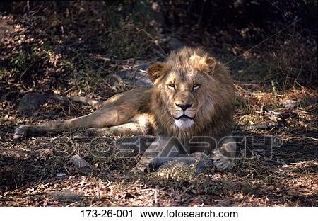 Lion, Lion, Cats, Wild, African, Wilderness, Cats View Large Photo Image Stock Image - Lion, Lion, Cats, Wild, African, Wilderness, Cats. Fotosearch