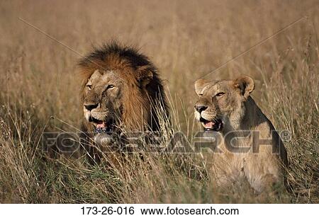 Lion, Lion View Large Photo Image Stock Photograph - Lion, Lion. Fotosearch