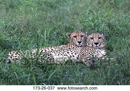 Lying, Cheetah, Outdoors, Big, Wild, Mammal, Animal View Large Photo Image Stock Photo - Lying, Cheetah, Outdoors, Big, Wild, Mammal, Animal. Fotosearch