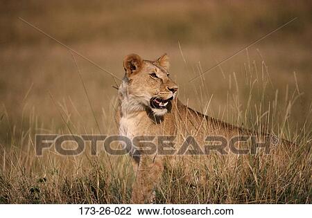 Male, Wild, Standing, Cat, Animal, Wildlife, Wild View Large Photo Image Stock Image - Male, Wild, Standing, Cat, Animal, Wildlife, Wild. Fotosearch