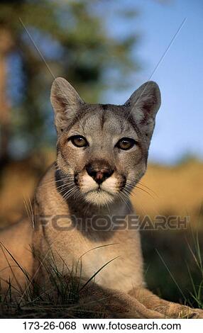 Mammal, 173, Outdoors, Cougar, Animal, Wild, Big View Large Photo Image Stock Photo - Mammal, 173, Outdoors, Cougar, Animal, Wild, Big. Fotosearch