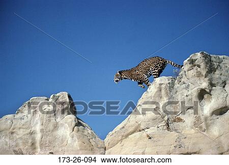 Mammal, Animals, Cat, Leaping, Wild, 173, Cats View Large Photo Image Picture - Mammal, Animals, Cat, Leaping, Wild, 173, Cats. Fotosearch