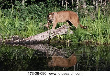 Mammal, Big, Water, Outdoors, Animal, Cat, Wild View Large Photo Image Stock Image - Mammal, Big, Water, Outdoors, Animal, Cat, Wild. Fotosearch