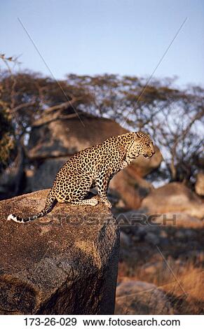 Mammal, Cats, Big, Sitting, Leopards, Outdoors, Leopard View Large Photo Image Stock Photo - Mammal, Cats, Big, Sitting, Leopards, Outdoors, Leopard. Fotosearch