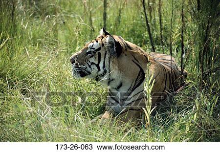 Stock Image - Mammal, Cats, Outdoors, Wilderness, Cat, 173, Animal. Fotosearch