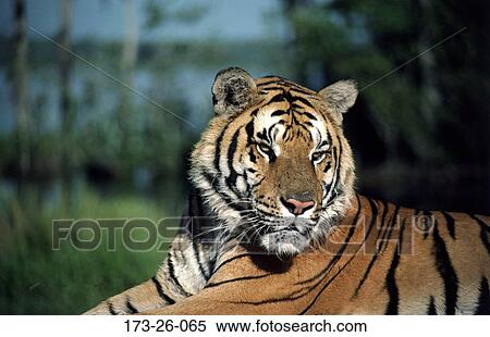 Mammal, Cats, Wilderness, Wild, Lying, Close-up, Closeup View Large Photo Image Stock Photography - Mammal, Cats, Wilderness, Wild, Lying, Close-up, Closeup. Fotosearch