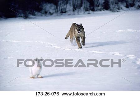 Mammal, Cougars, Animals, Wild, Wilderness, Chasing, Cats View Large Photo Image Stock Photograph - Mammal, Cougars, Animals, Wild, Wilderness, Chasing, Cats. Fotosearch