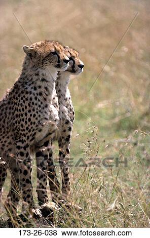 Stock Photo - Mammal, Pair, Cat, Animals, Wild, Cheetah, Cats. Fotosearch