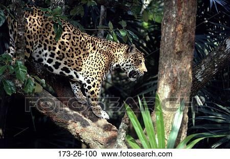 Mammal, Wild, Jaguars, Wildlife, 173, Cat, Animal View Large Photo Image Stock Image - Mammal, Wild, Jaguars, Wildlife, 173, Cat, Animal. Fotosearch