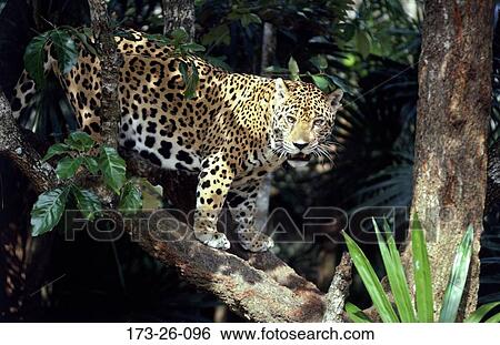 Mammal, Wildlife, Standing, Cats, Animals, Tree, 173 View Large Photo Image Stock Photograph - Mammal, Wildlife, Standing, Cats, Animals, Tree, 173. Fotosearch