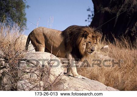 Maned, Black, Wild, Animals, Cat, Cats, Animal View Large Photo Image Stock Image - Maned, Black, Wild, Animals, Cat, Cats, Animal. Fotosearch
