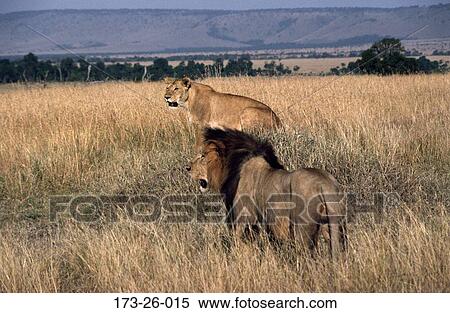 View Large Photo Image Stock Photography - . Fotosearch