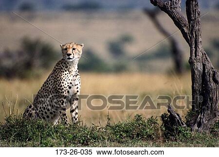 Outdoors, Cat, Cheetahs, Animals, Cats, Mammal, 173 View Large Photo Image Stock Photography - Outdoors, Cat, Cheetahs, Animals, Cats, Mammal, 173. Fotosearch