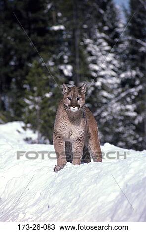 Outdoors, Cougars, Wildlife, Big, Mammal, Wild, Animals View Large Photo Image Stock Image - Outdoors, Cougars, Wildlife, Big, Mammal, Wild, Animals. Fotosearch