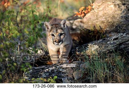 Outdoors, Mammal, Cougar, Wilderness, Wild, Cougars, Animal View Large Photo Image Stock Photograph - Outdoors, Mammal, Cougar, Wilderness, Wild, Cougars, Animal. Fotosearch