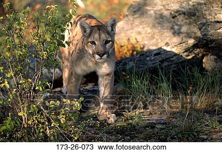Outdoors, Prowling, Wilderness, Walking, Animals, Cougar, Mammal View Large Photo Image Stock Image - Outdoors, Prowling, Wilderness, Walking, Animals, Cougar, Mammal. Fotosearch